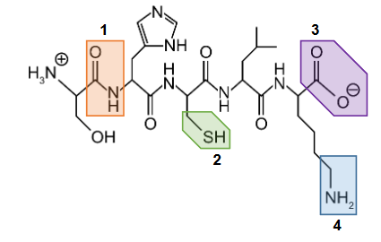 sekwencja aminokwasów i wiązania między nimi