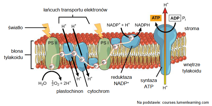 Atrazyna – substancja hamująca syntezę ATP w chloroplastach