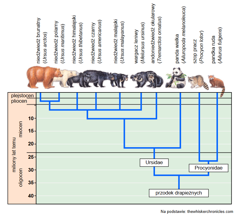 Filogeneza i taksonomia niedźwiedziowatych