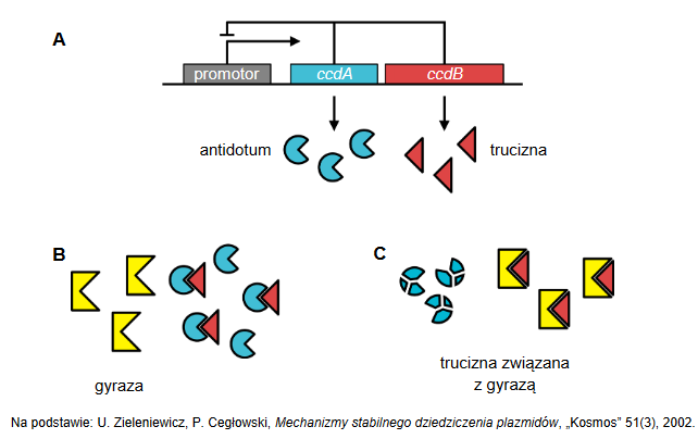 Organella komórki bakteryjnej – plazmidy i ich funkcje