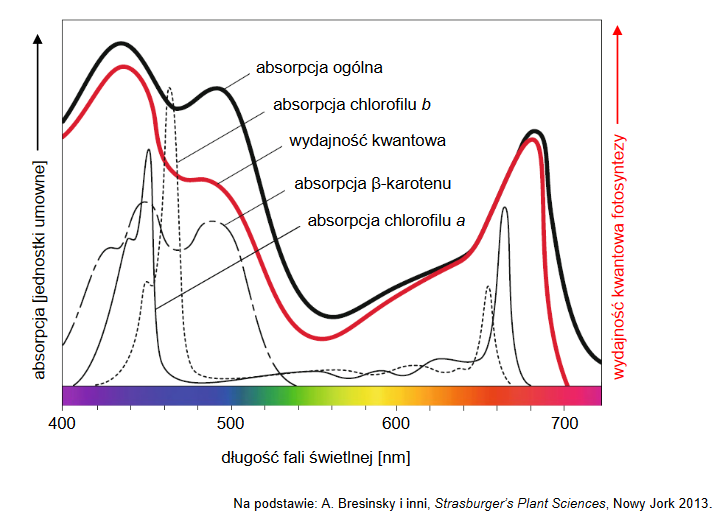 widmo absorpcyjne barwników chloroplastowych