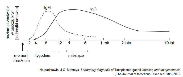 stężenia przeciwciał IgG i IgM po zarażeniu Toxoplasma gondii