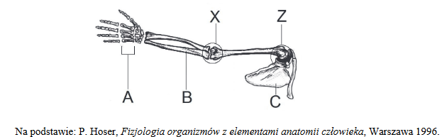 szkielet kończyny górnej i obręczy barkowej człowieka