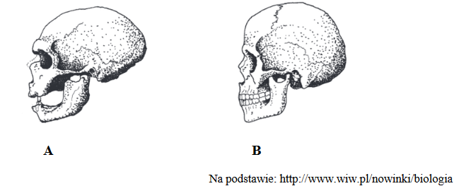 porównanie czaszek dwóch przedstawicieli rodzaju Homo