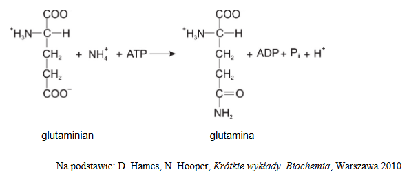 reakcja syntezy glutaminy z glutaminianu