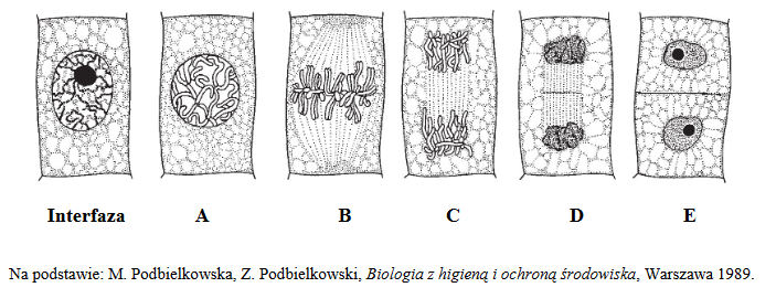 etapy podziału mitotycznego komórki roślinne