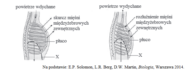 faza czynna i faza bierna w wentylacji płuc