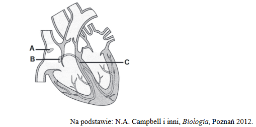 Budowa i fizjologia ludzkiego serca