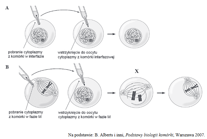 fazy cyklu komórkowego
