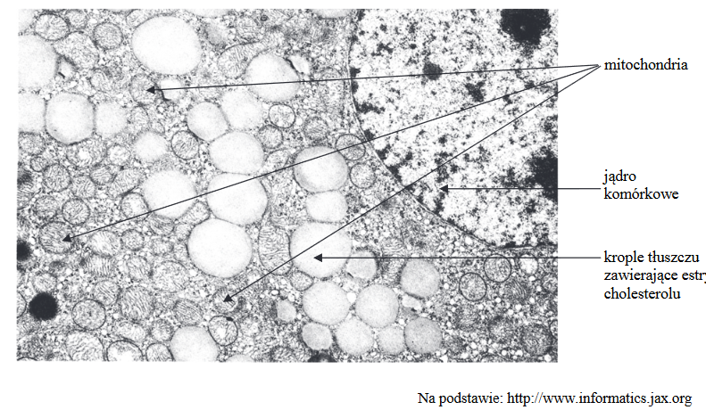 mikroskopia – rozpoznawanie ludzkich tkanek