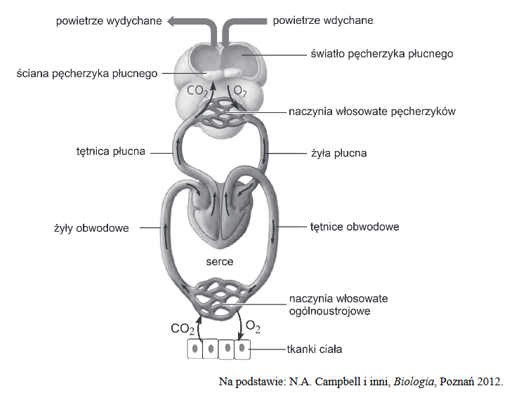 strukturalne i funkcjonalne powiązania układu oddechowego z układem krwionośnym