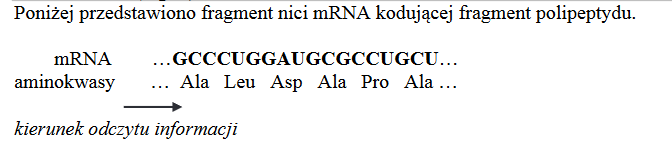 sekwencja nukleotydów w nici DNA