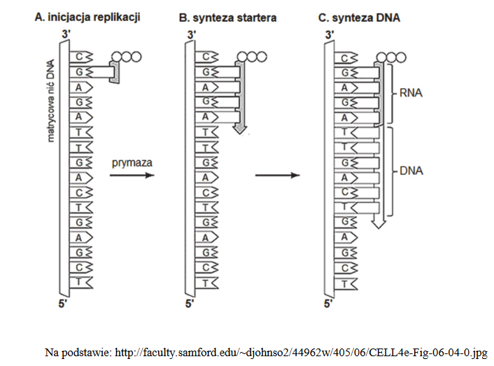 proces replikacji DNA
