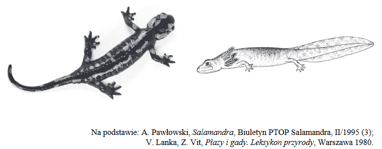 Salamandra plamista i jej przystosowanie do życia w środowisku wodnym