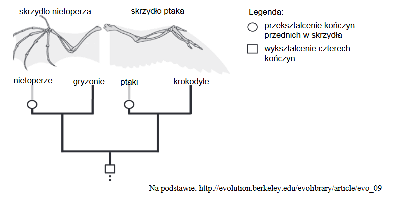 drzewo filogenetyczne kręgowców lądowych