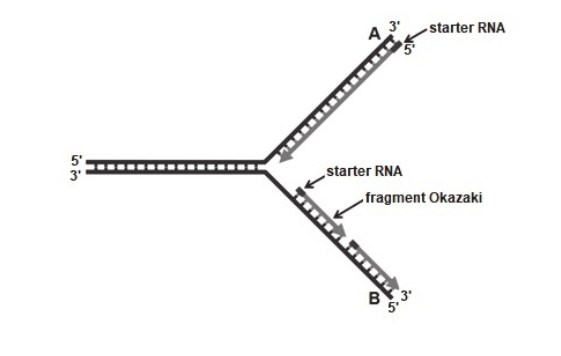 proces replikacji DNA