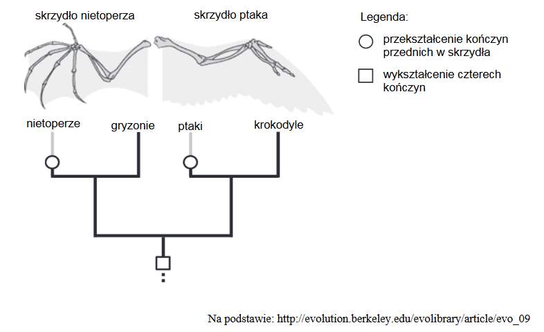 drzewo filogenetyczne kręgowców lądowych