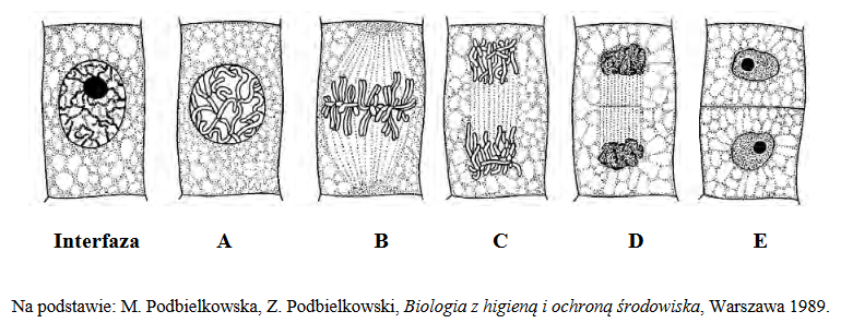 etapy podziału mitotycznego komórki roślinnej