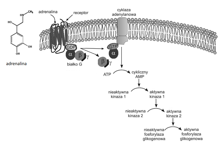 mechanizm aktywacji fosforylazy glikogenowej