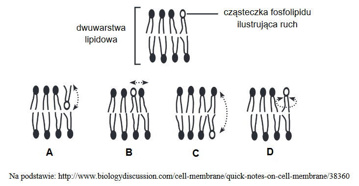 Płynność dwuwarstwy lipidowej błony komórkowej