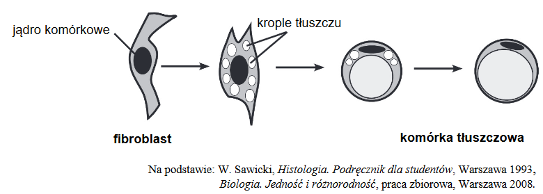 Fibroblasty – wrzecionowate komórki tkanki łącznej