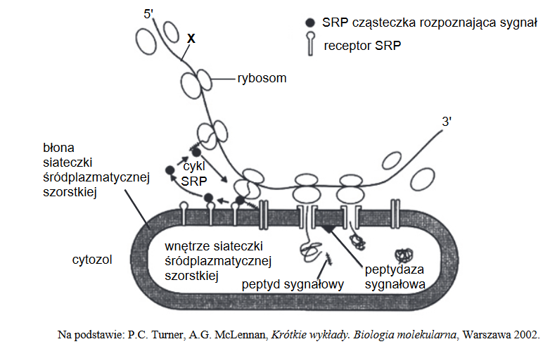 cząstki rozpoznające sygnał (SRP)