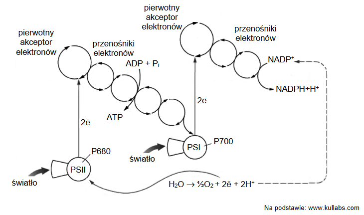 proces fosforylacji fotosyntetycznej