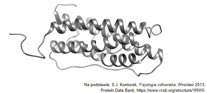 Prolaktyna- jednołańcuchowy polipeptyd wydzielany przez gruczołową część przysadki