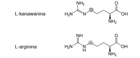 L-kanawanina – aminokwas roślin bobowatych