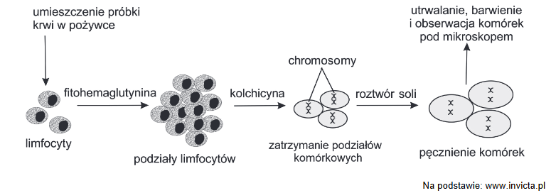 Metody analizy chromosomów – badanie kariotypu