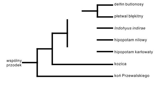 drzewo filogenetyczne ssaków zamieszkujących różne środowiska