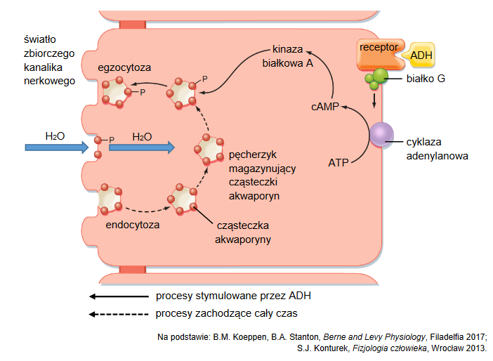hormon antydiuretyczny (ADH) – działanie w organizmie
