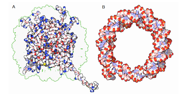 nukleosom – podstawowa jednostka strukturalna chromatyny