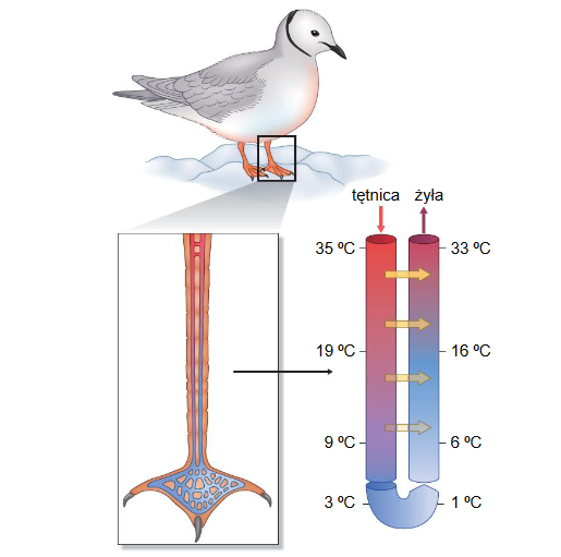 zróżnicowanie ptasich piór pod względem budowy i funkcji