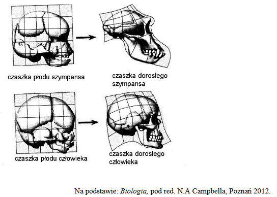 porównanie budowy czaszki człowieka i szympansa
