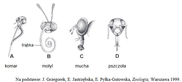 typy aparatów gębowych u owadów