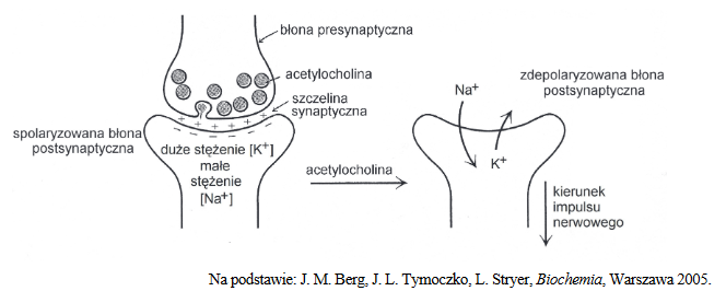rola acetylocholiny w przekazywaniu impulsu nerwowego