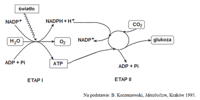 etapy procesu fotosyntezy