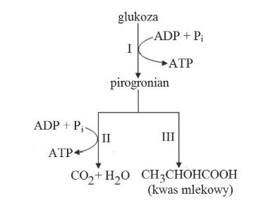 ATP (adenozynotrifosforan) – źródło energii