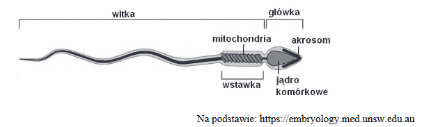 Spermatogeneza – proces tworzenia i rozwoju plemników