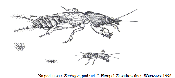 owad z rzędu prostoskrzydłych – Turkuć podjadek