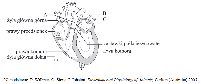 fizjologia i budowa serca człowieka