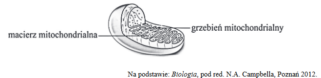 budowa i funkcje mitochondrium