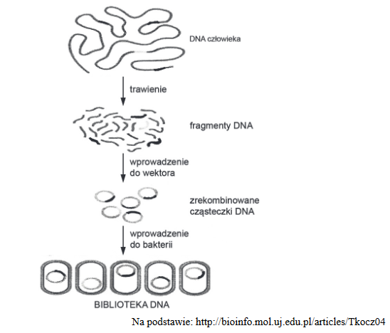 biblioteki genów – genomowe i cDNA