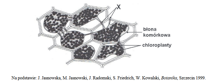 zjawisko plazmolizy w żywych komórkach listka mchu