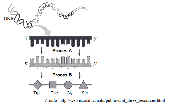 etapy syntezy białka