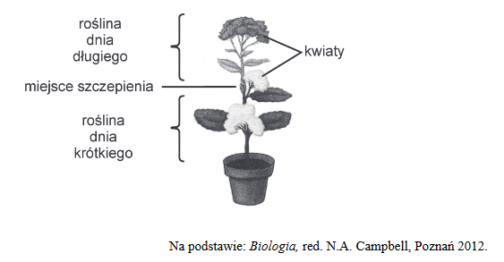 rośliny długiego dnia (RDD) i rośliny krótkiego dnia (RKD)