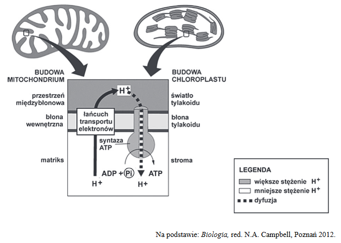 endosymbiotyczne pochodzenie mitochondriów i chloroplastów