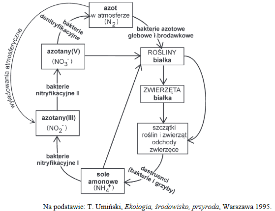 bakterie i ich istotna rola w obiegu azotu