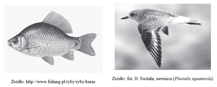 realizacja różnych czynności życiowych przez ryby i ptaki